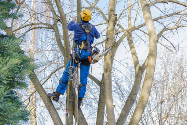 Best Fruit Tree Pruning  in Westvale, NY